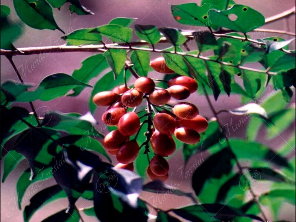 Caregre (Picramnia antidesma subsp. fessonia