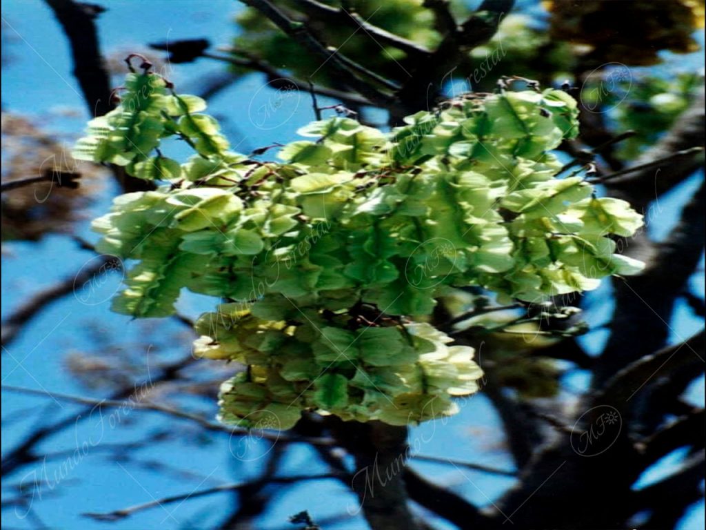 Pellejo de toro - Piscidia carthagenensis -