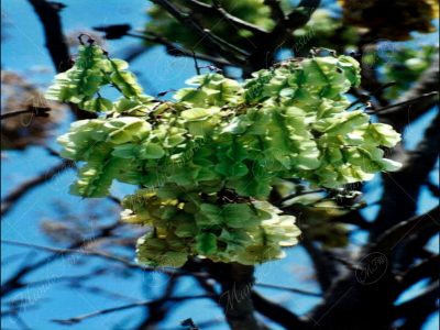 Pellejo de toro - Piscidia carthagenensis -