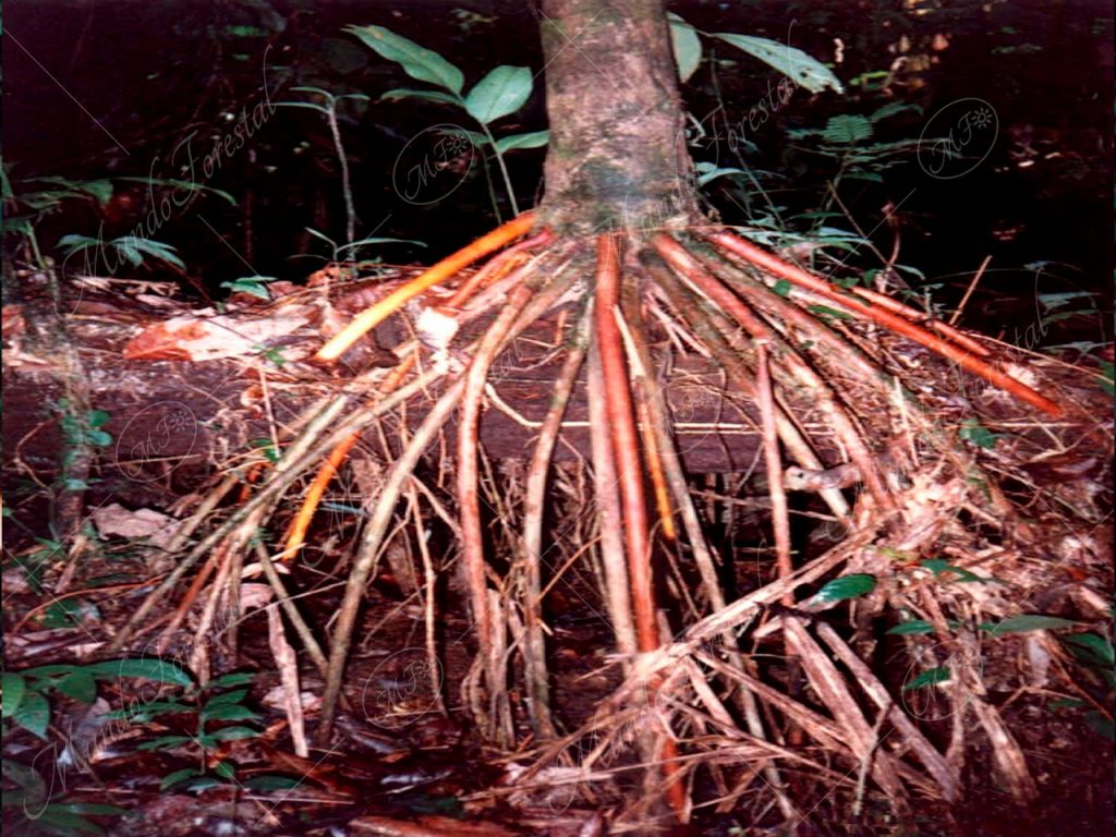 La palmilera - Euterpe precatoria -