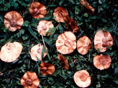 Sangrillo del Atlántico - Pterocarpus officinalis -