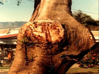 Tronco de malinche - Delonix regia -