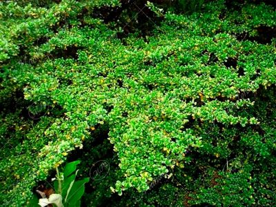 Cipresillo - Escallonia myrtilloides