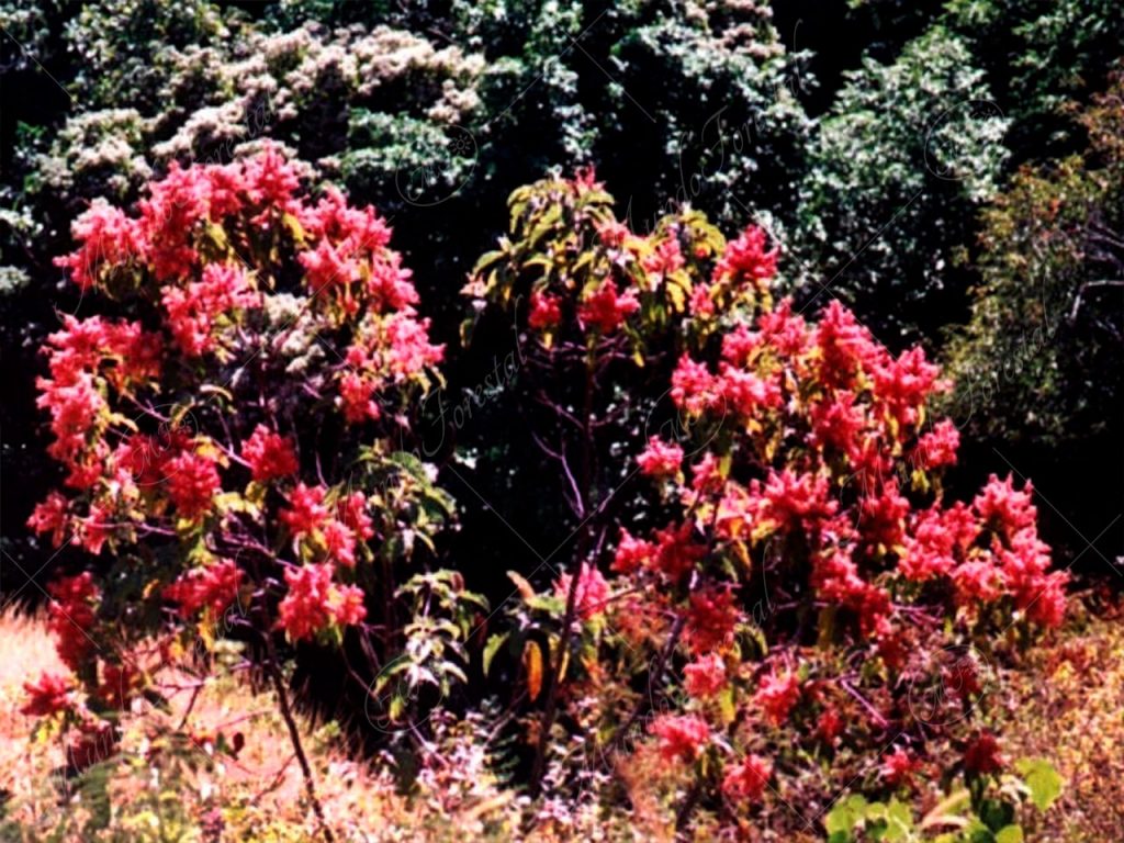 El hormigo - Triplaris melaenodendron -