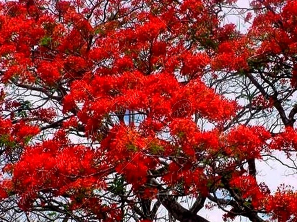 El malinche o flamboyán - Delonix regia -