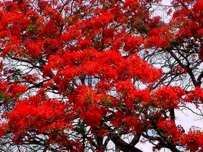 El malinche o flamboyán - Delonix regia -