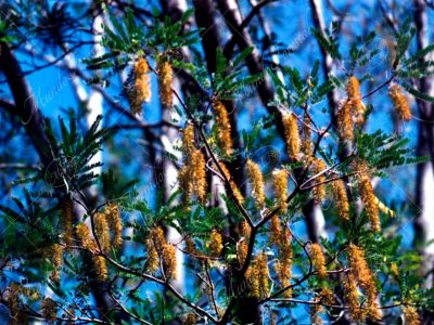 El rabo de ardilla - Alvaradoa subovata -