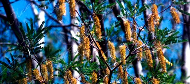 El rabo de ardilla - Alvaradoa subovata -