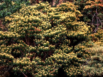 El burío colorado - Heliocarpus americanus-
