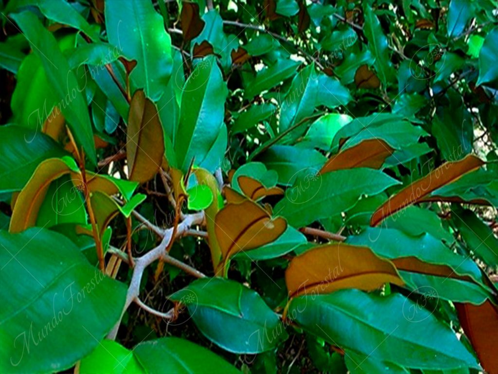 Caimito - Chrysophyllum cainito