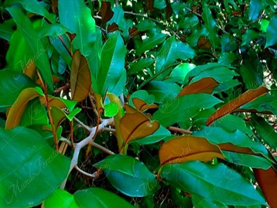 Caimito - Chrysophyllum cainito