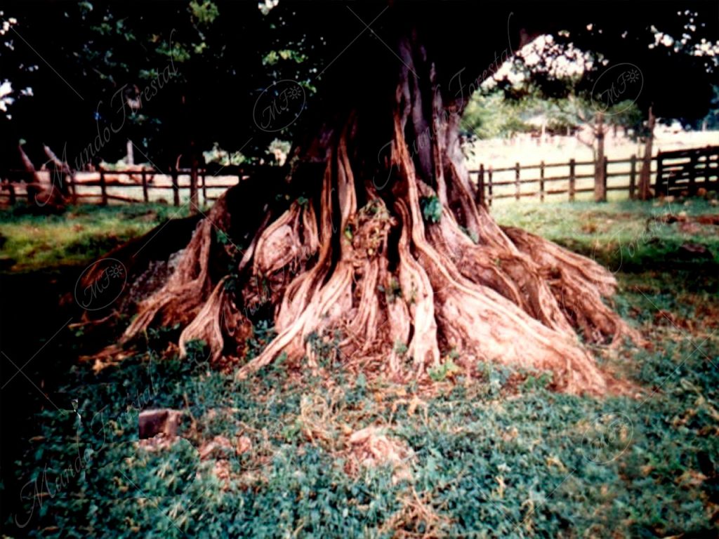 Gambas del sangrillo del Atlántico - Pterocarpus officinalis -