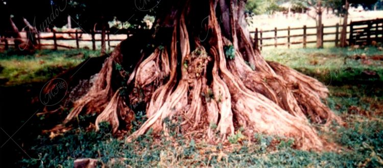 Gambas del sangrillo del Atlántico - Pterocarpus officinalis -