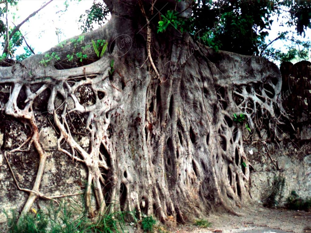 Raíces de higuerón blanco - Ficus aurea -