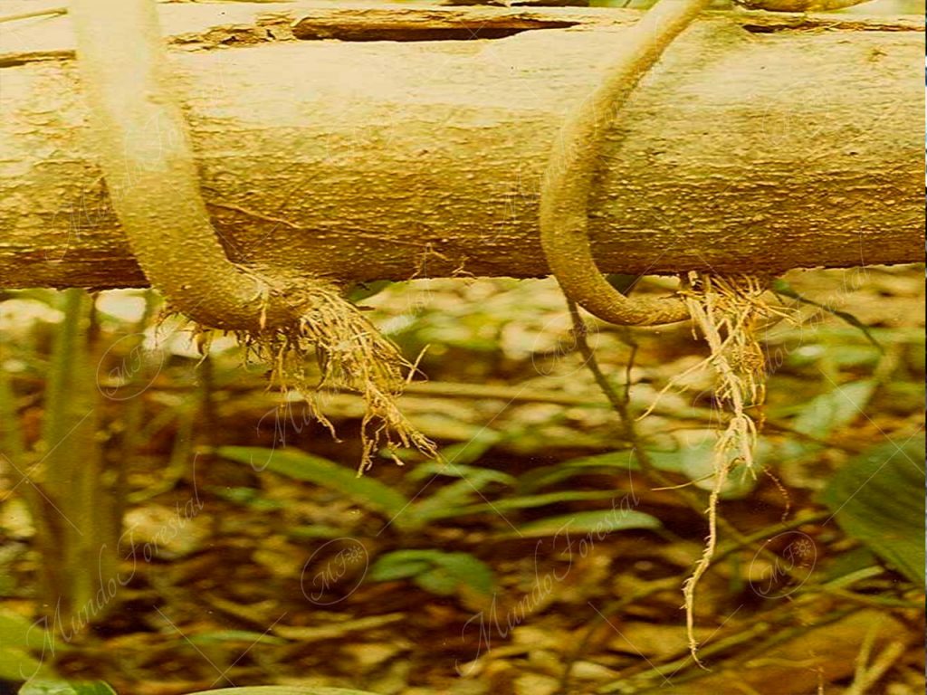 Sangrillo del Atlántico - Pterocarpus officinalis -