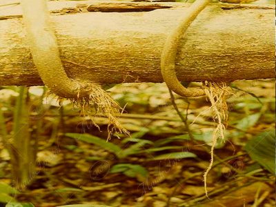 Sangrillo del Atlántico - Pterocarpus officinalis -