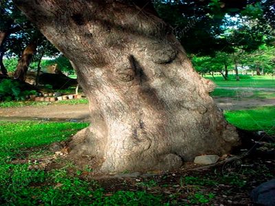 Roble encino (Quercus oleoides