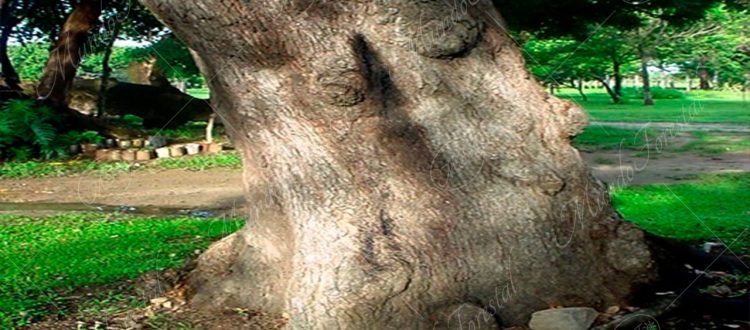 Roble encino (Quercus oleoides