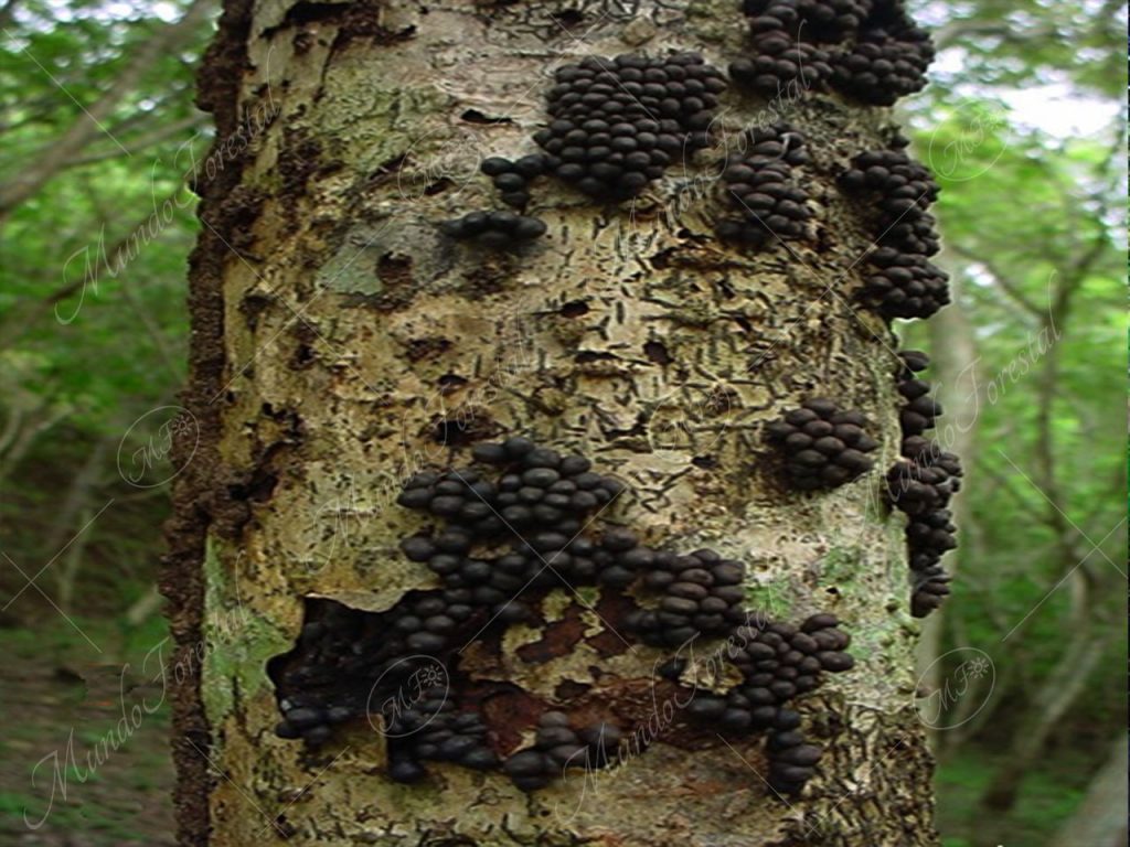 Hongo en cocobolo - dalbergia retusa -