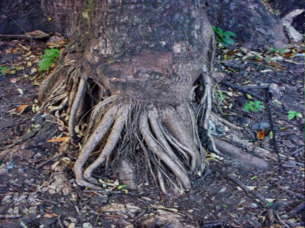 Barbas de ceiba -Ceiba pentandra -