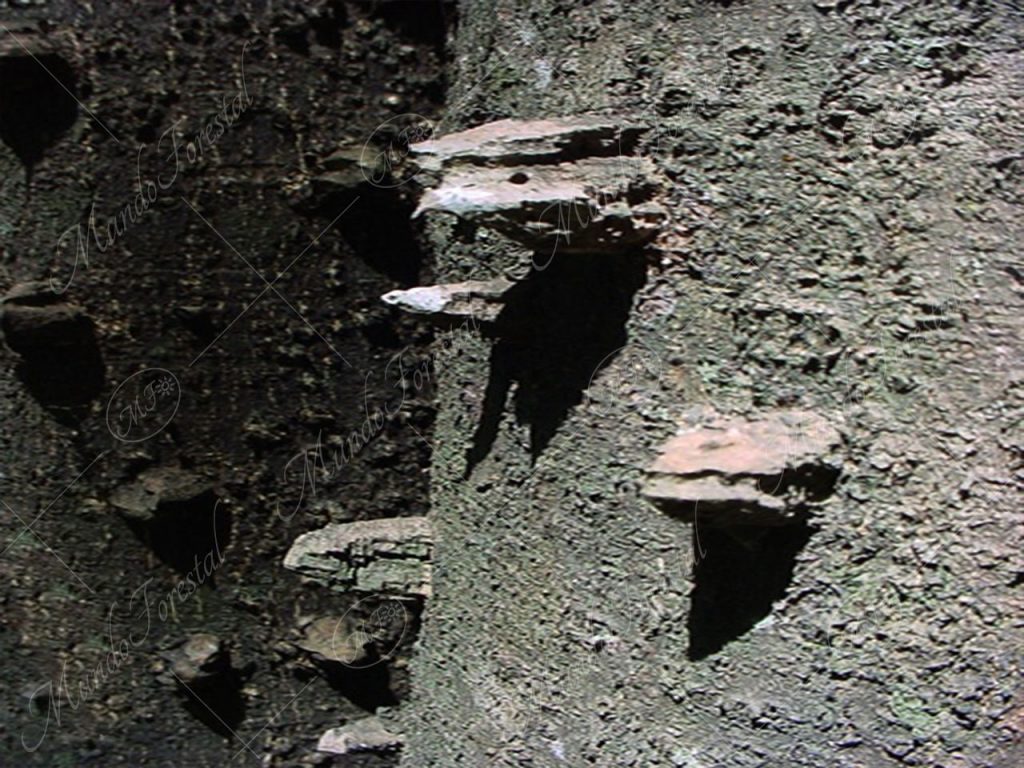 Lagartillo - Zanthoxylum caribaeum -