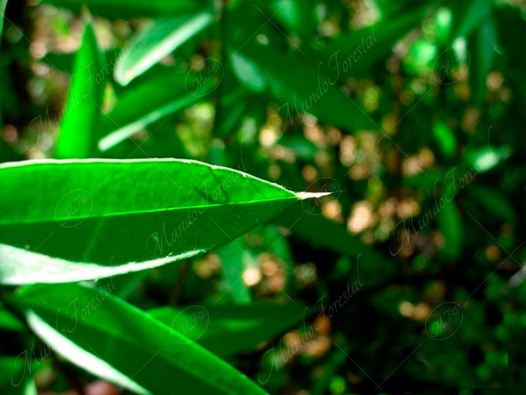 Burriquita o siempreviva - Bonellia macrocarpa subsp. pungens -