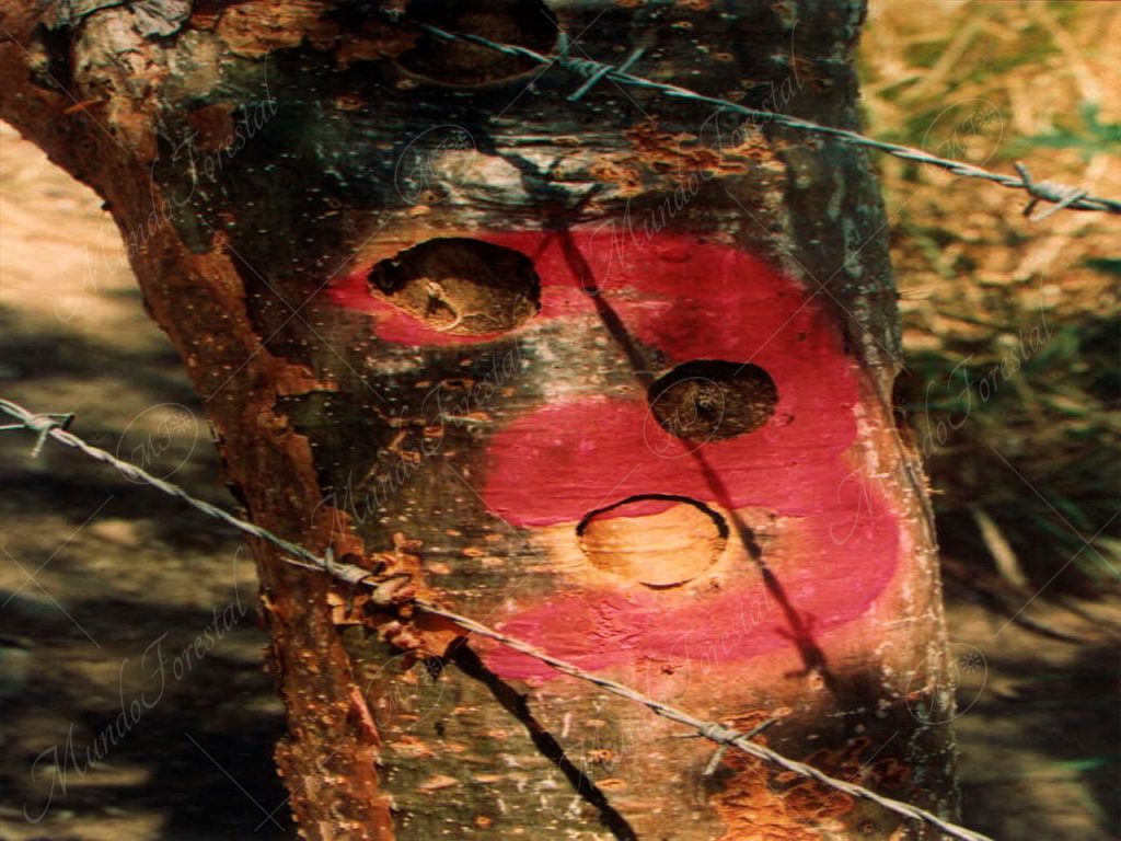 Jiñote - Bursera simaruba -