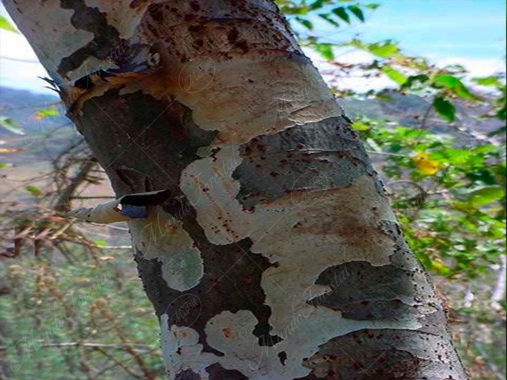 Corteza del hormigo- Triplaris melaenodendron -