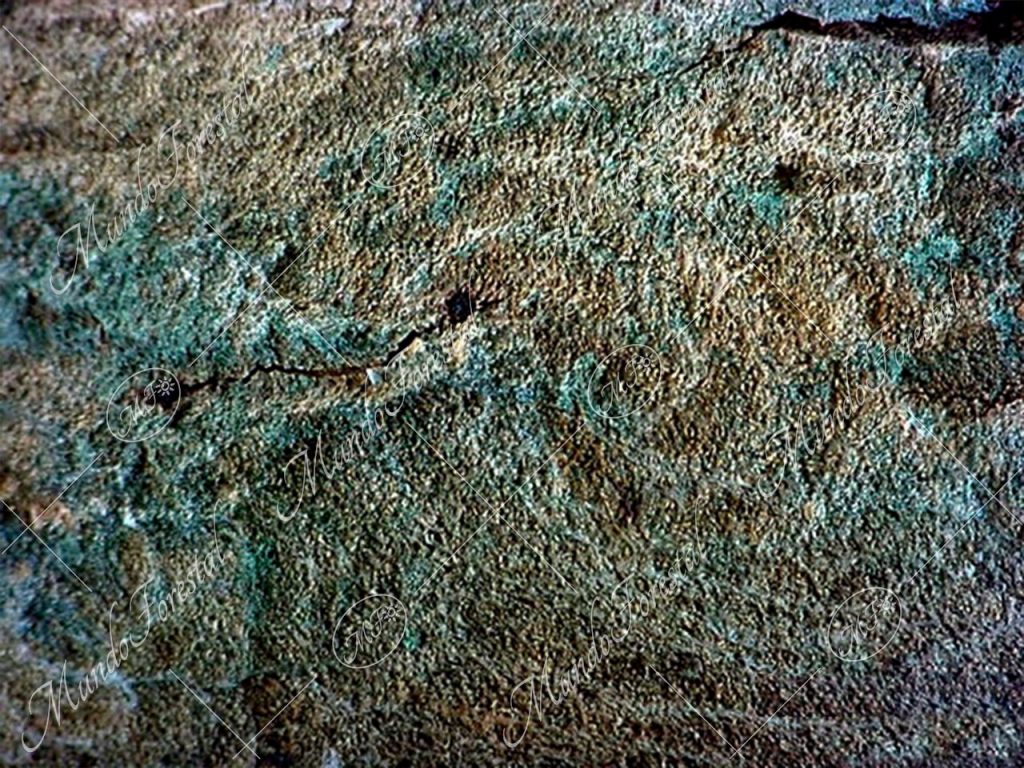 Petroglifos del mora -Chlorophora tinctoria -