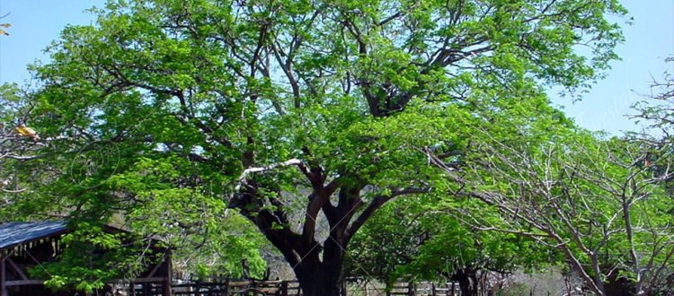 El guanacaste del río Cabuyo