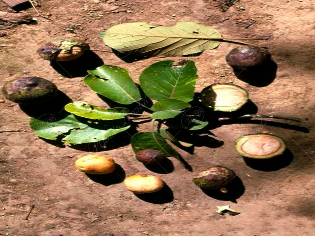 Hojas, frutos y semillas del yas - Persea schiedeana -