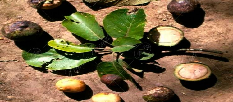 Hojas, frutos y semillas del yas - Persea schiedeana -