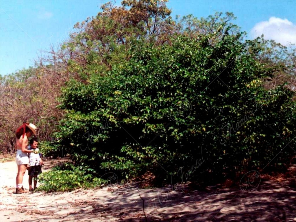 El manzanillo de playa - Hippomane mancinella -