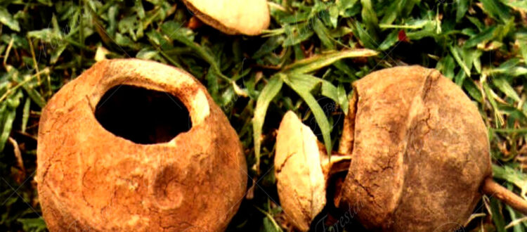 olla de mono