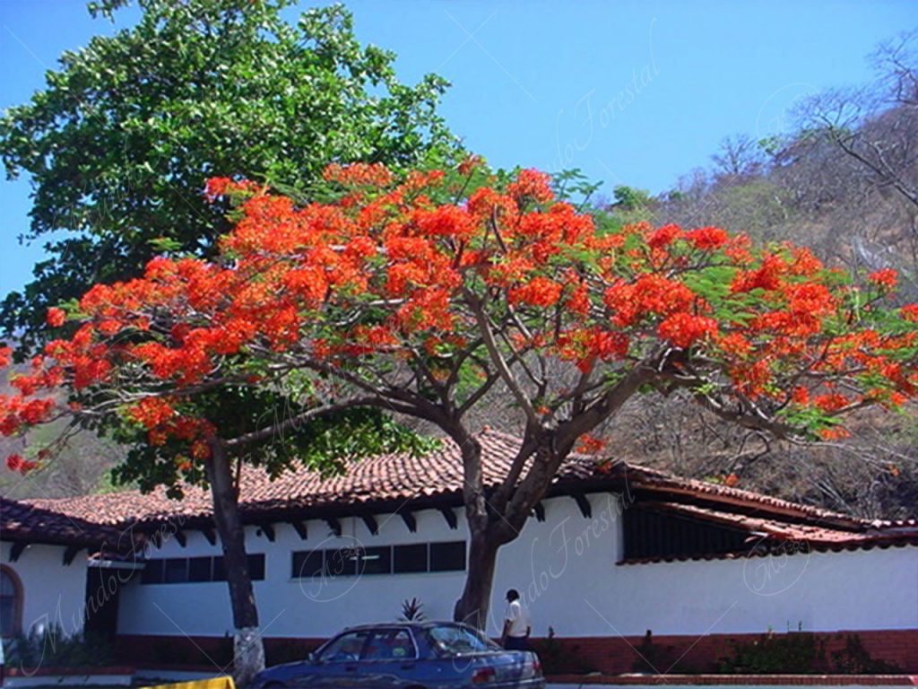 El malinche o flamboyán - Delonix regia - MundoForestal