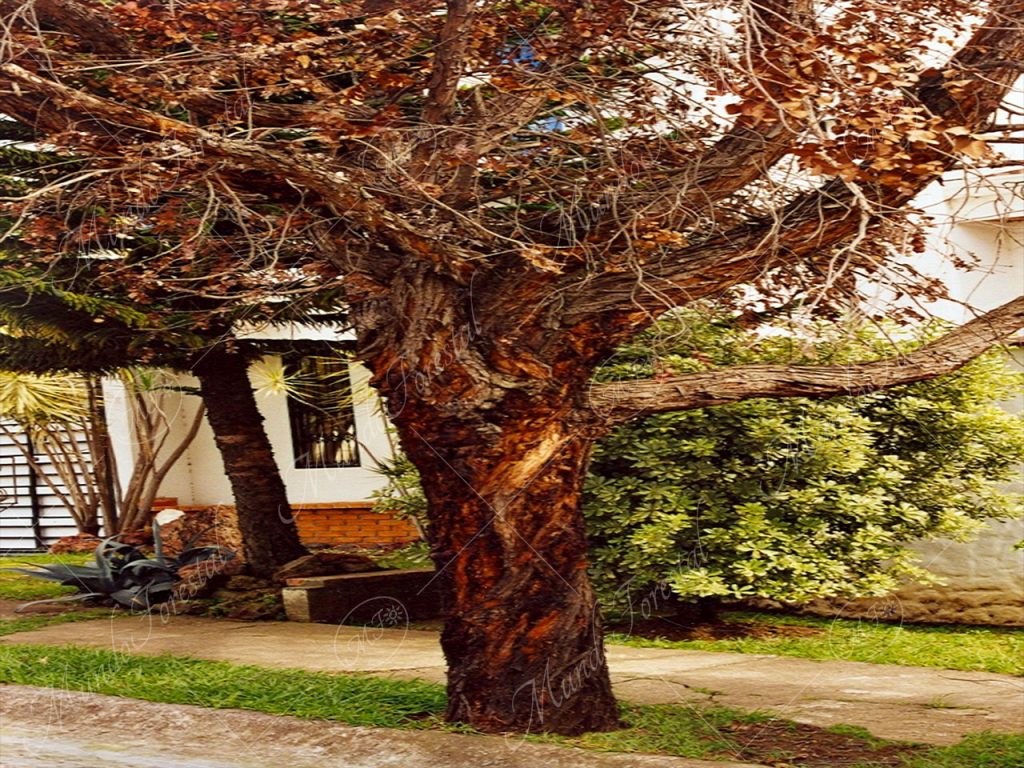 El eucalipto plateado - Eucalyptus cinerea -