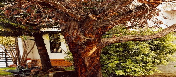 El eucalipto plateado - Eucalyptus cinerea -