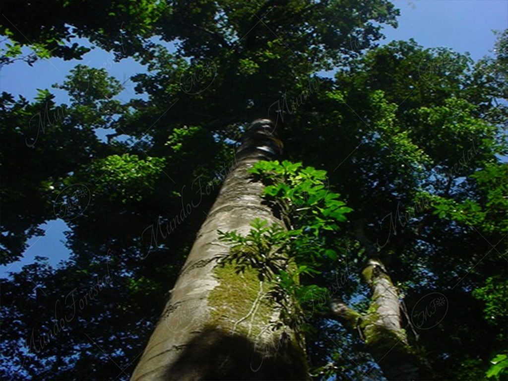 Imponente nazareno- Peltogyne purpurea -