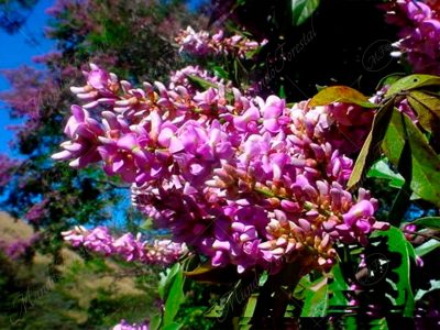 El mágico color del chaperno - Lonchocarpus salvadorensis