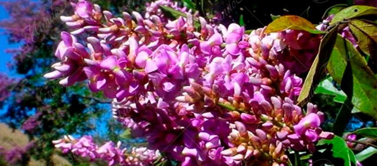 El mágico color del chaperno - Lonchocarpus salvadorensis