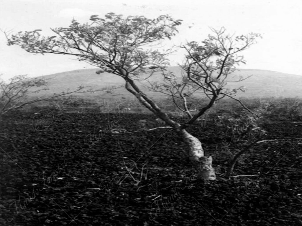 Un jiñote - Bursera simaruba -
