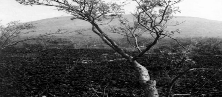 Un jiñote - Bursera simaruba -