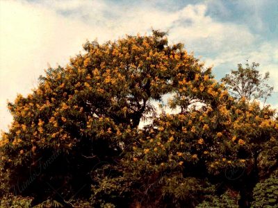 El candelillo de Santa Ana - Cassia spectabilis -