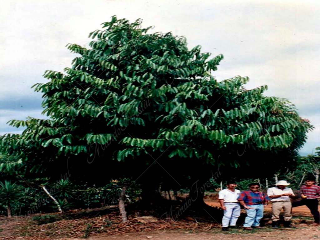 Sonzapote - Licania platypus