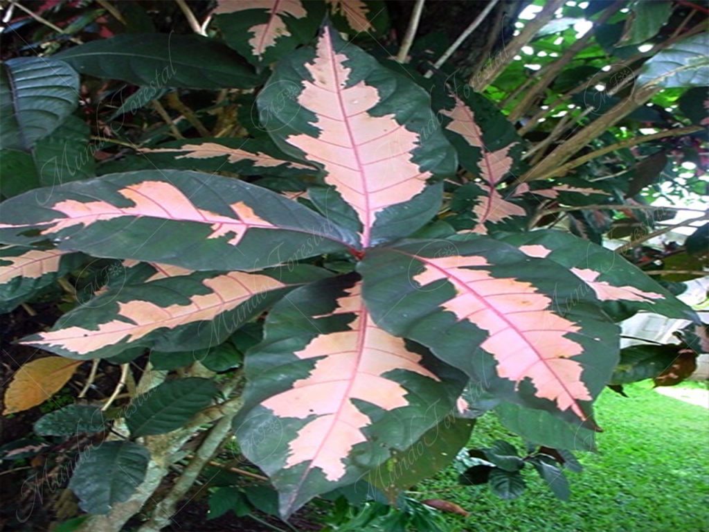 El caricatura - Graptophyllum pictum -