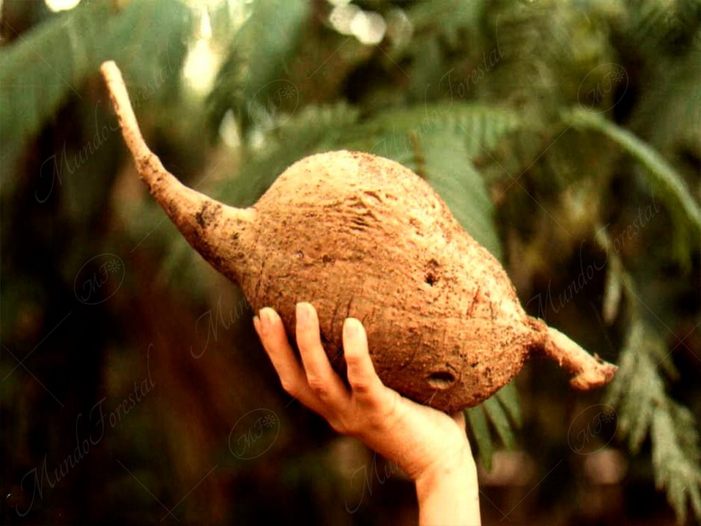 Los tubérculos del gavilán - Pentaclethra macroloba