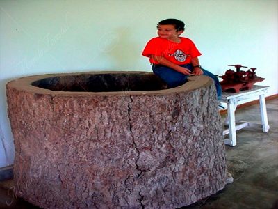 MI hijo y el espavel - Anacardium excelsum -