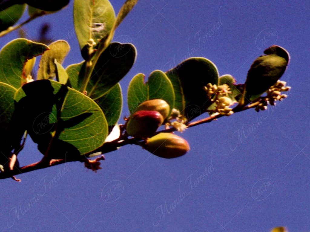 Icaco - Chrysobalanus icaco