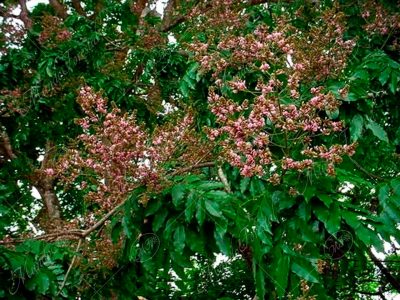 Almendro de río o carne asada - Andira inermis
