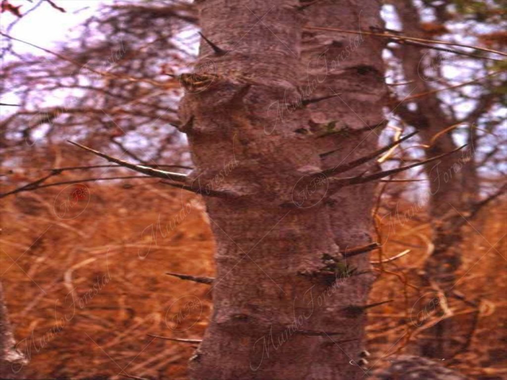 El jocote iguanero - Spondias radlkoferi -